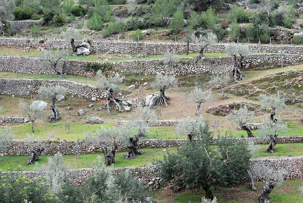 Olive terraces near Valldemossa, Mallorca